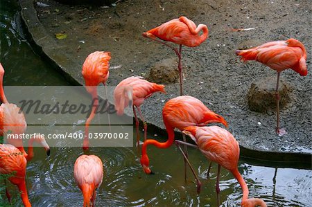 pink flamingos driking water