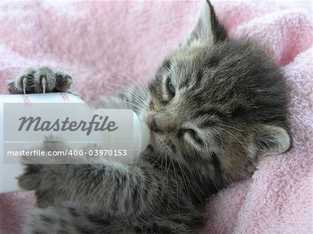 A young kitten nearly asleep while bottle feeding