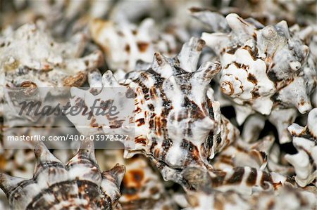 Bunch of small sea shells for decoration