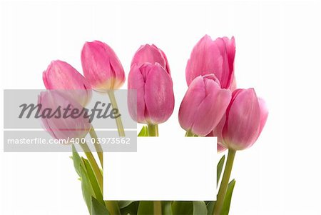 Elegant tulips with blank card