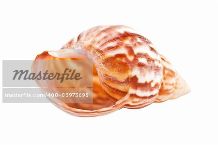 Close-up of sea shell isolated on white background