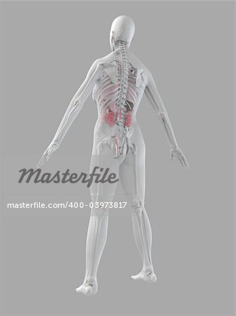 3d rendered anatomy illustration of a female skeletal back with organs