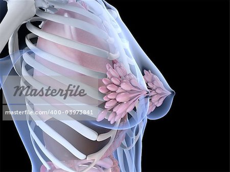 3d rendered anatomy illustration of a female skeleton with breast