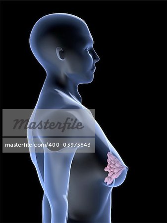 3d rendered anatomy illustration of a female shape with breast