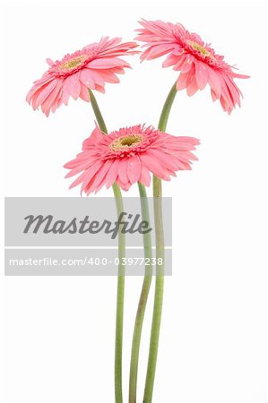 Three pink gerber daisies in isolated white background