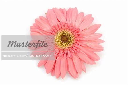 Pink gerber daisy in isolated white background