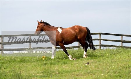 horse on freedom