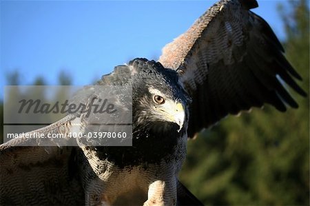 Steppe Eagle  ( Aquila nipalensis )