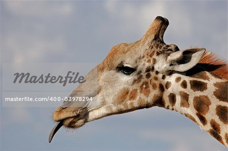 Close-up portrait of a giraffe (Giraffa camelopardalis), Kalahari, South Africa