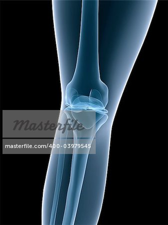 3d rendered x-ray illustration of a human knee