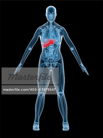 3d rendered x-ray illustration of a female anatomy with a highlighted liver