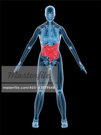 3d rendered x-ray illustration of a female anatomy with highlighted intestines