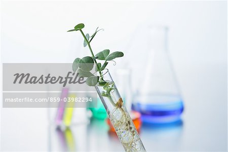 Seedling In Test Tube