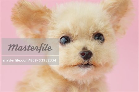Kopf Schuss von Toy Pudel Hund vor rosa Hintergrund