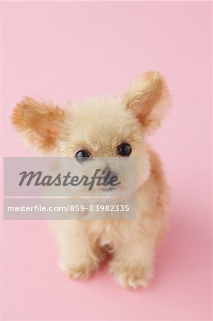 Toy Poodle Dog Sitting Against Pink Background
