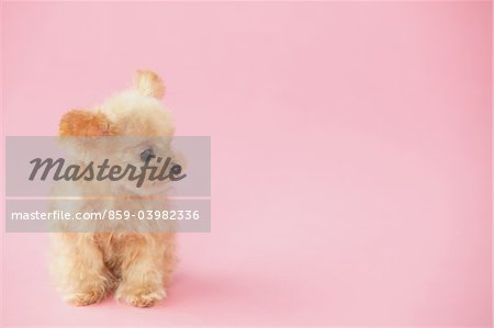 Toy Poodle Dog Looking Away Against Pink Background