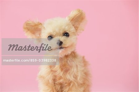 Spielzeug Pudel Hund sitzend vor rosa Hintergrund