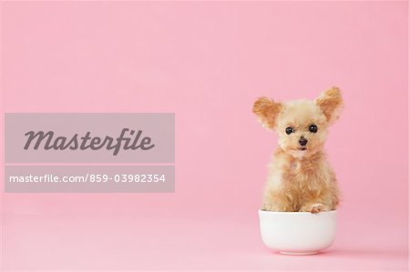 Toy Poodle Dog Sitting In A Cup