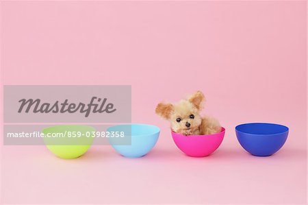 Jouet caniche chien assis dans un bol
