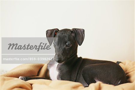 Italian Greyhound Puppy Relaxing On Blanket