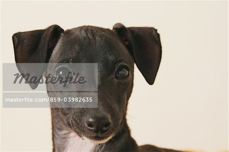Italian Greyhound Puppy, Close Up