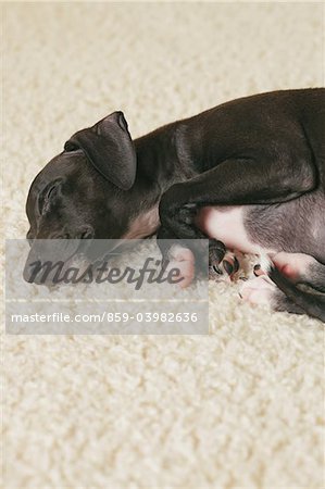 Italien chiot Greyhound dormir sur les tapis
