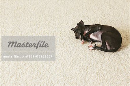 Italien chiot Greyhound dormir sur les tapis