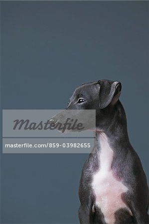 Close Up Of Italian Greyhound Puppy