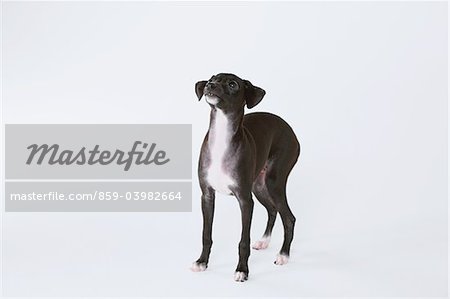 Italienische Greyhound Welpen vor weißem Hintergrund