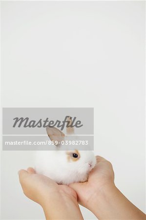 White Rabbit On Pet Owner's Hand Against White Background