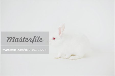 Weißes Kaninchen sitzend vor weißem Hintergrund
