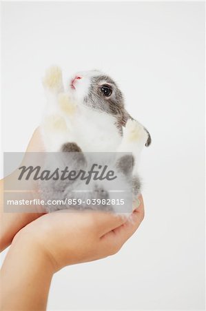 Rabbit On Pet Owner's Hand Against White Background