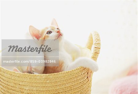 Bébé chaton de détente dans le panier et le Levant