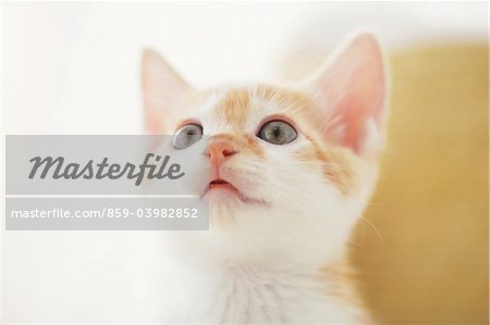 Baby Kitten Peeping, Close Up