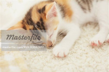 Baby Kitten Sleeping On Floor Mat