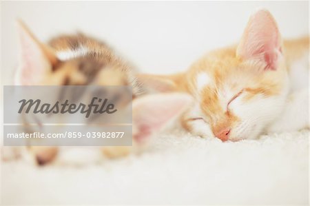 Two Baby Kittens Sleeping On Floor Mat