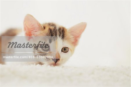 Baby Kitten Lying Down On Floor Mat, Close Up