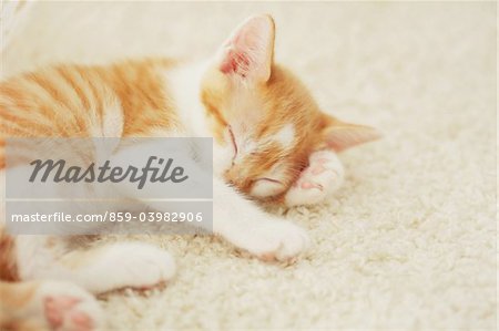 Baby Kitten Sleeping On Floor Mat