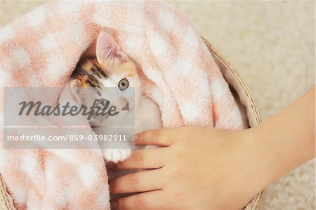 Baby Kitten Relaxing In Basket