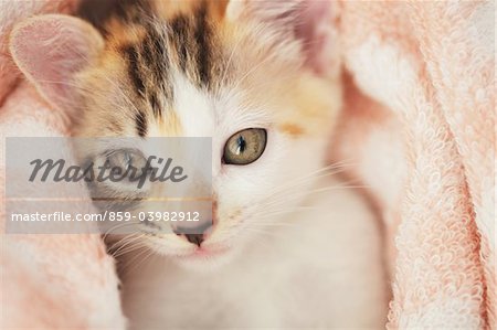 Baby Kitten, Close Up
