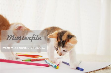 Baby Kitten Playing With Notebook And Colored Pencils