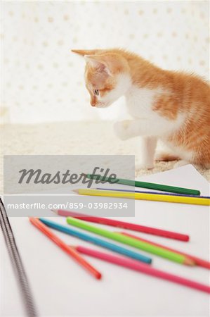 Baby Kätzchen spielen mit Notebook und Buntstifte