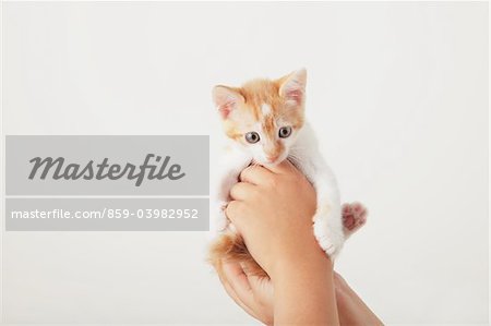 Pet Owner Holding Baby Kitten