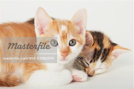 Zwei Baby-Kätzchen