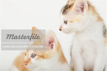 Deux bébés chatons à la recherche