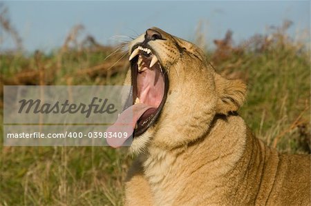 Lioness yawning and showing her teeth