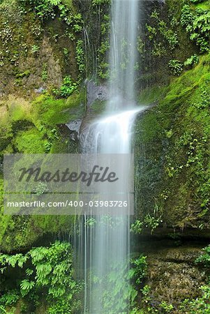 Photogenic little waterfall in lush green habitat