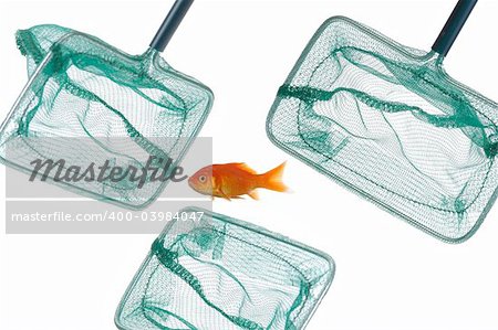 A godfish is surrounded by 3 fishingnets. Taken on a clean white background.