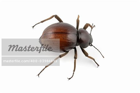 An African Tenebrionid beetle (Psammodes spp., Family Tenebrionidae) on a white background