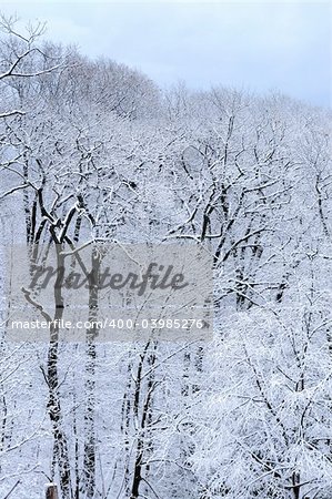 Winter forest covered with snow, natural background